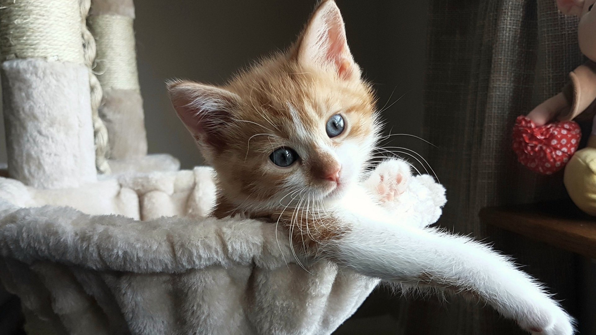 赛道与球场，当F1争冠焦点遇上独行侠的碾压风暴